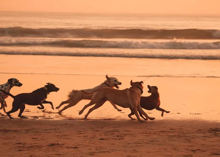 旅馆 Kali Vice Surf *